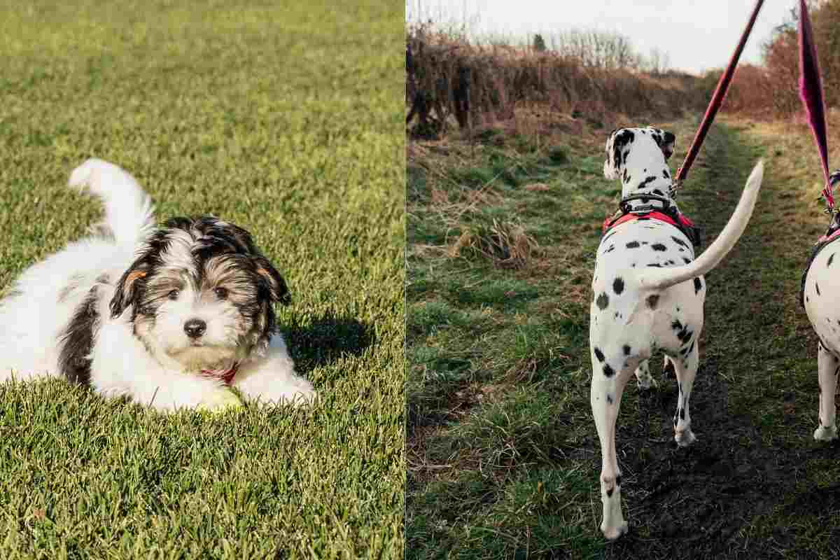 Cani che scodinzolano a spasso