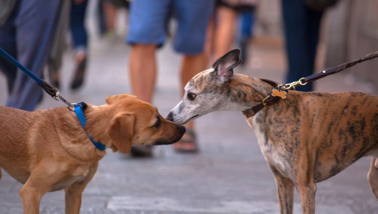 cani si annusano