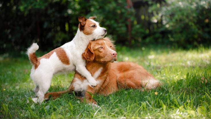 cani