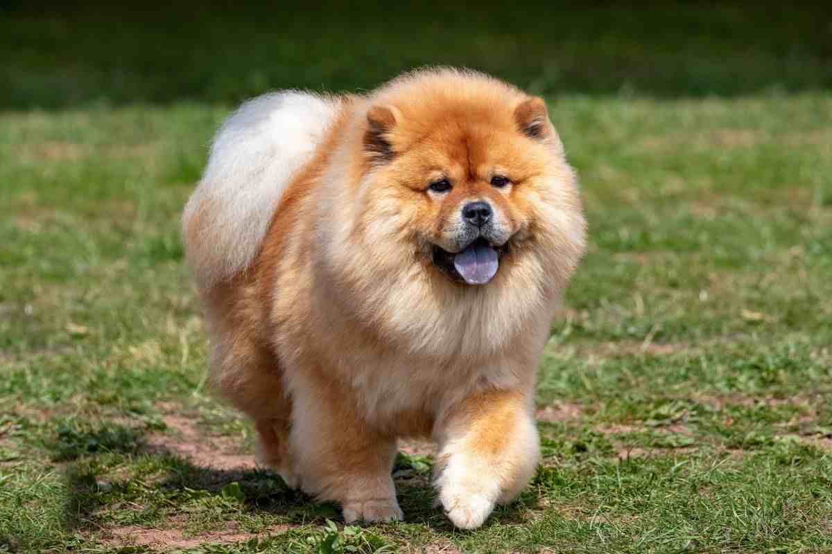 chow chow in un prato