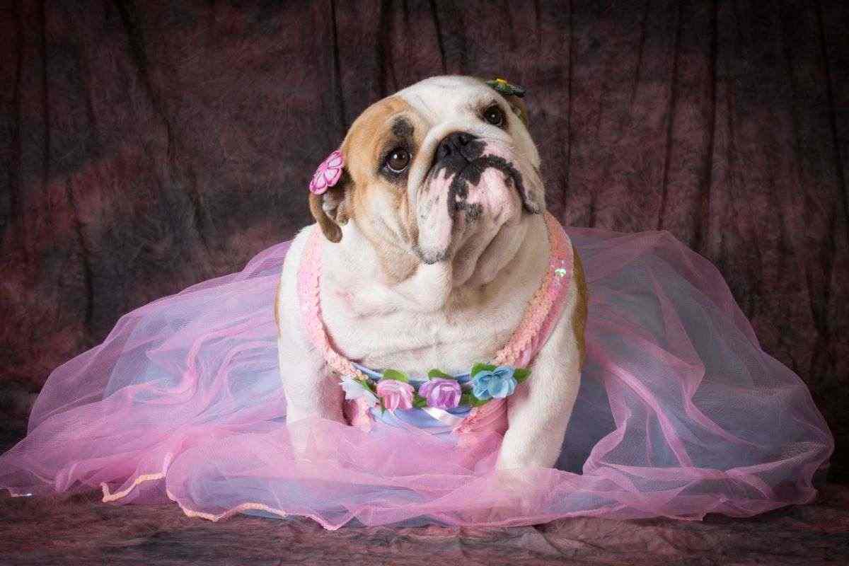 cane con tulle rosa e fiorellini