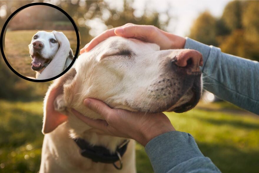 carezze al cane