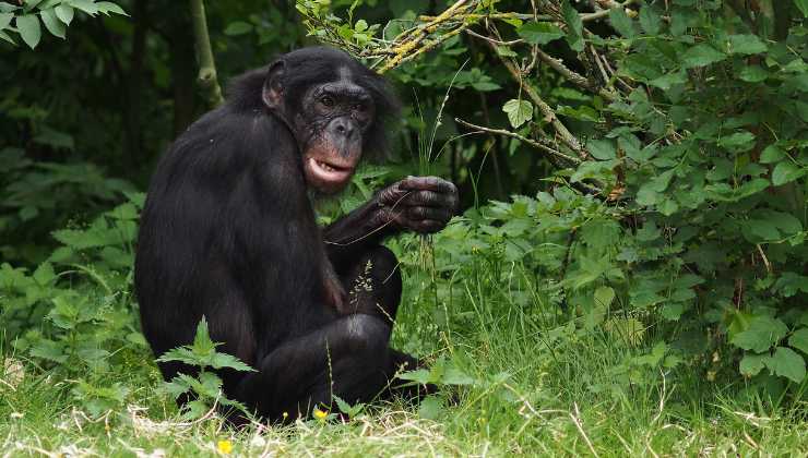 codice linguistico nei bonobo