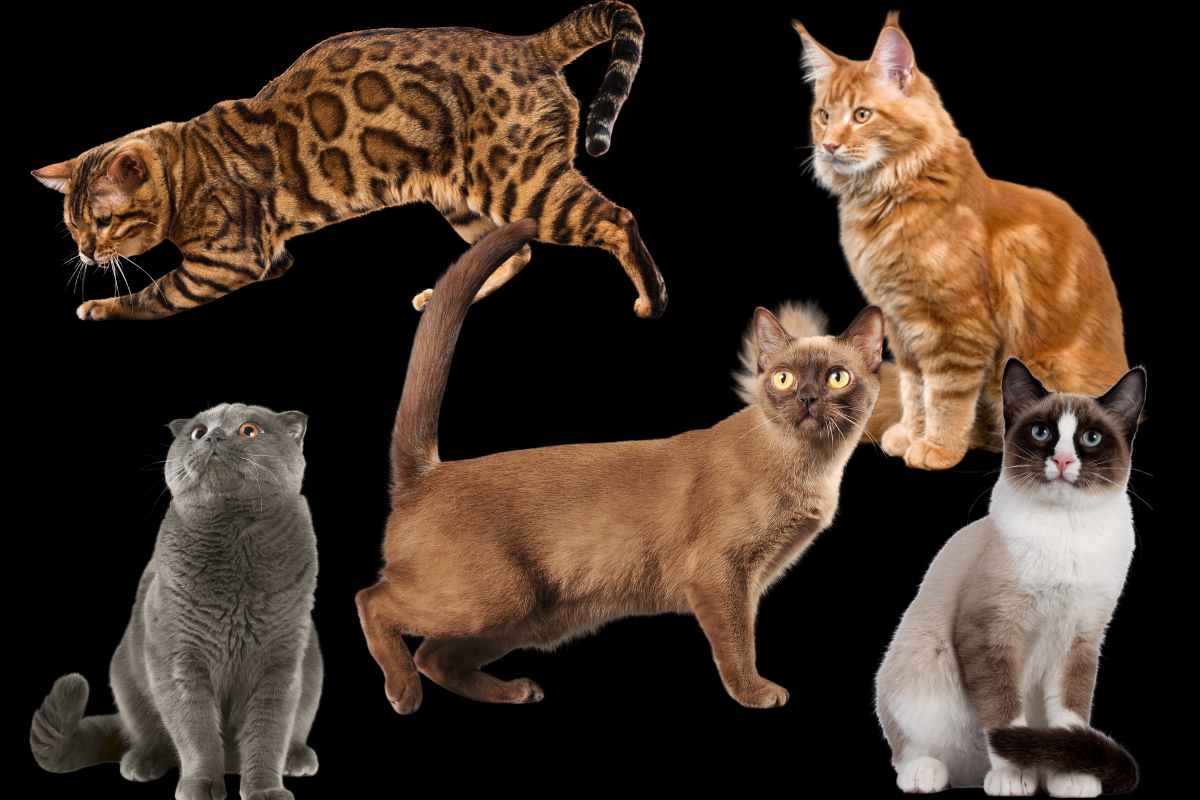 colori rari nei gatti
