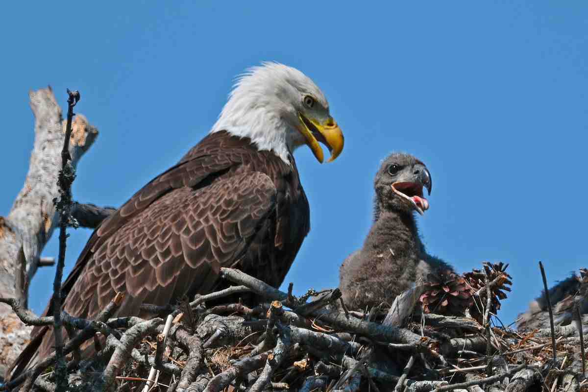 aquila con cucciolo nel nido