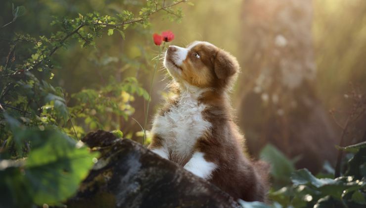 cucciolo di cane odora un fiore