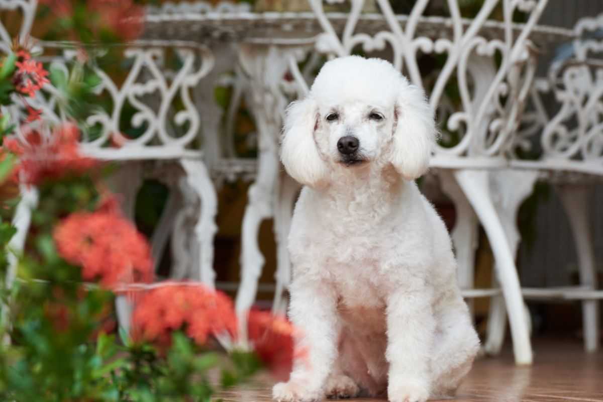cagnolina in giardino con fiori rossi