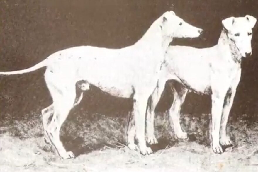 english white terrier