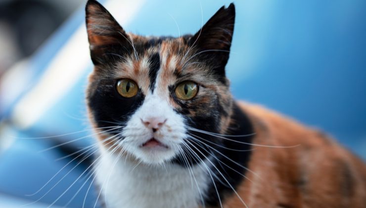 gattina