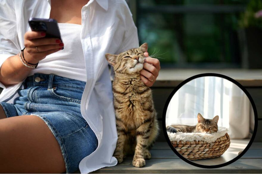 gatto e proprietaria sulla panchina