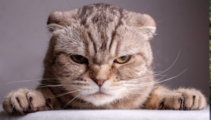 gatto arrabbiato