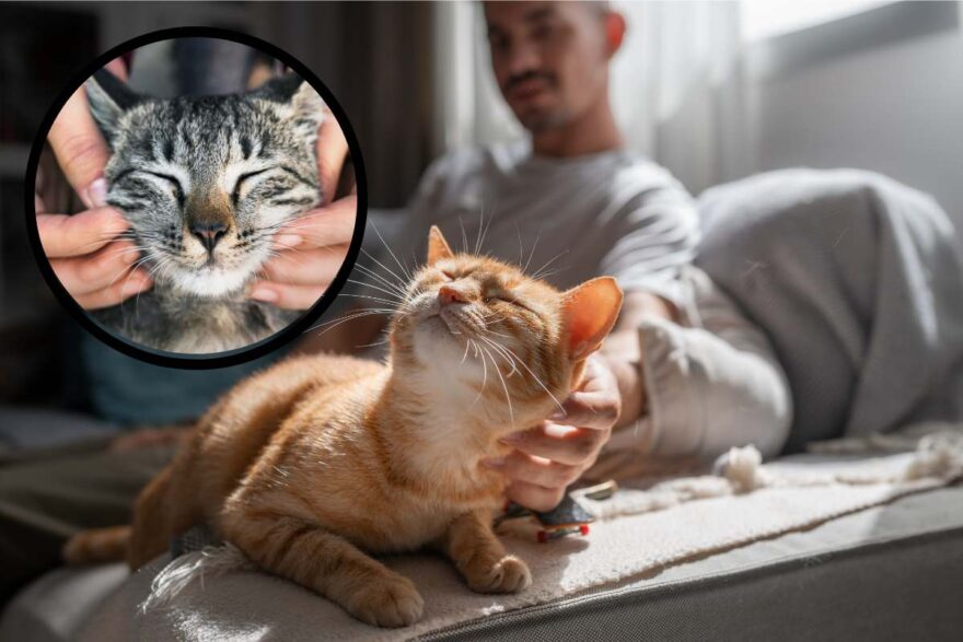 coccole al gatto