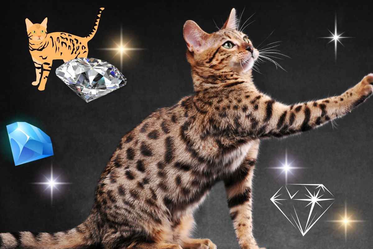 gatto del bengala ha un gene che lo rende brillante come un diamante