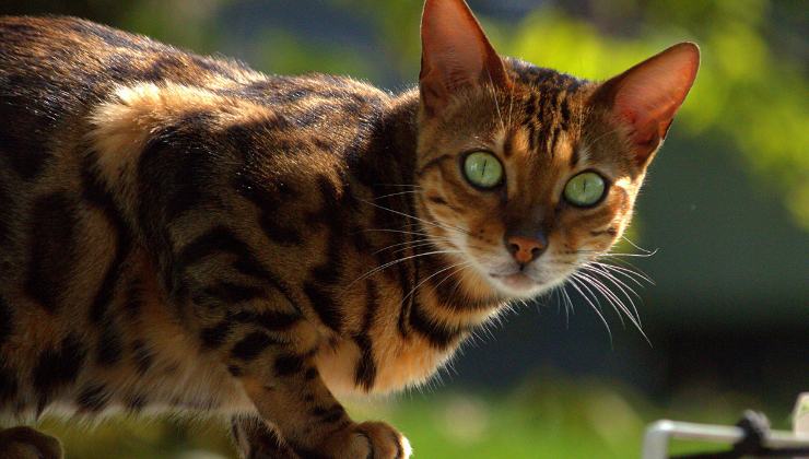 gatto del bengala ha un gene che lo rende brillante