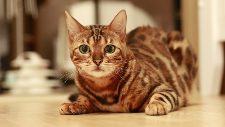 gatto del bengala ha un gene particolare