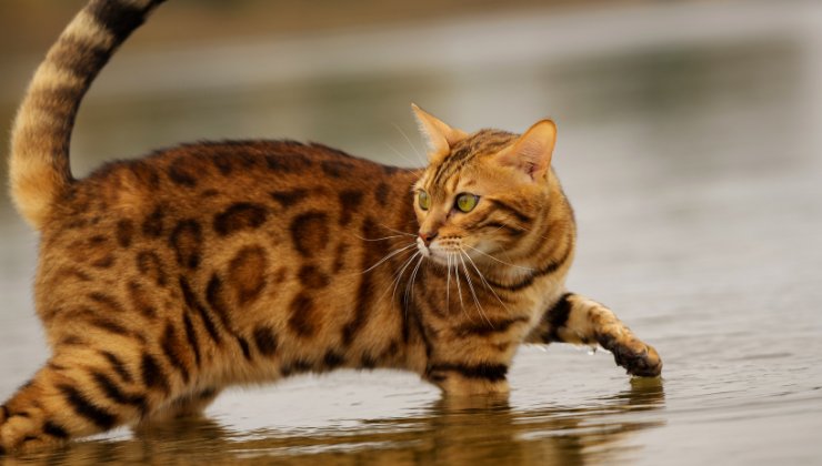gatto del bengala