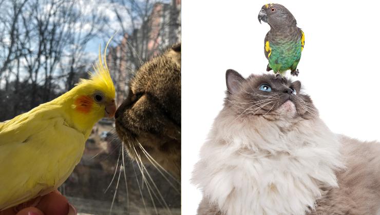gatto e pappagallini