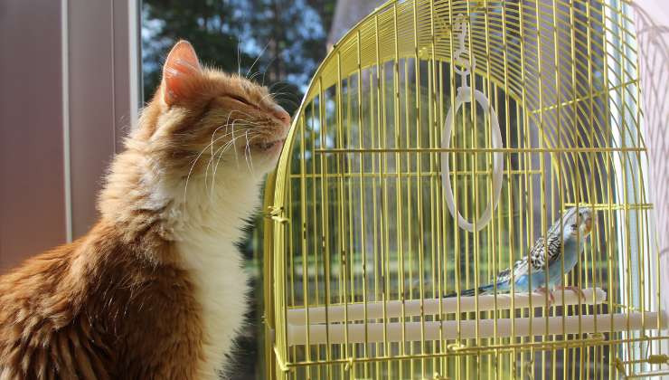 gatto e pappagallino in gabbia