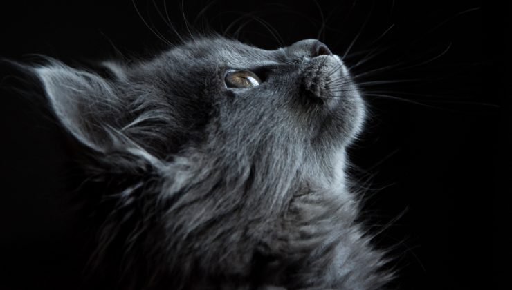 gatto grigio