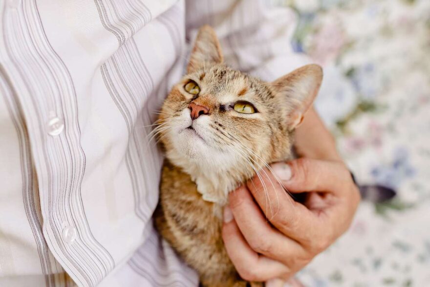 gatto in braccio al suo umano