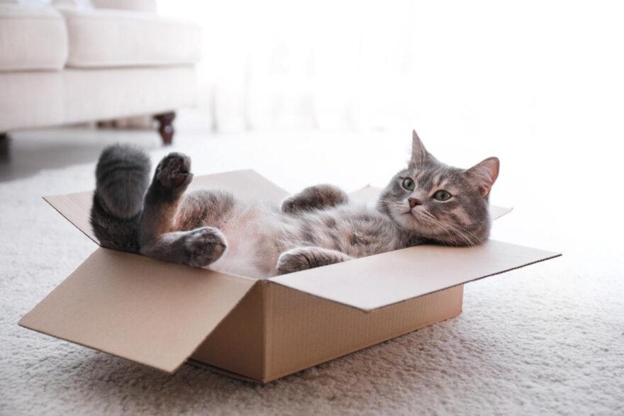 gatto sdraiato nella scatola