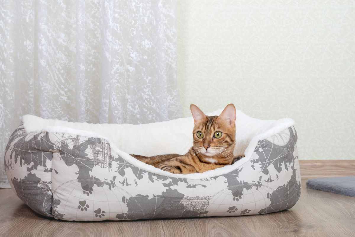 gatto nella sua cuccia