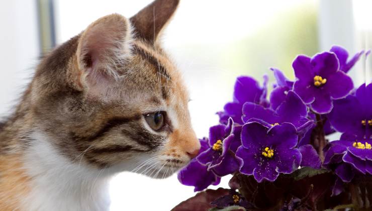 gatto sente il profumo dei fiori