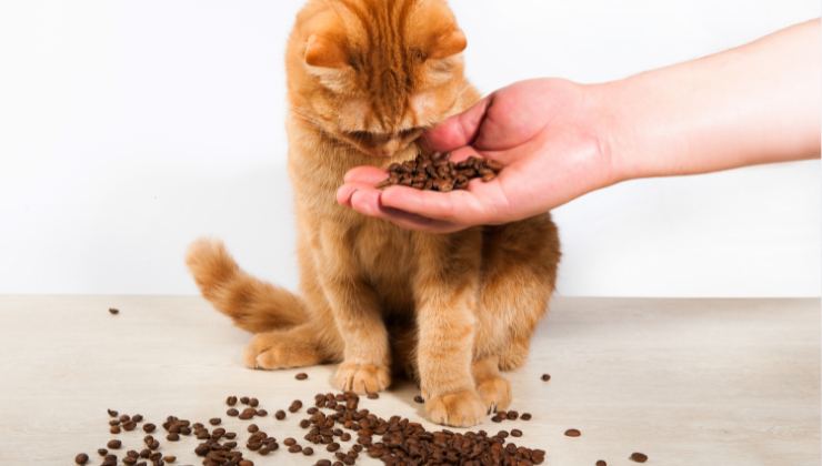 gatto sente l'odore dei croccantini