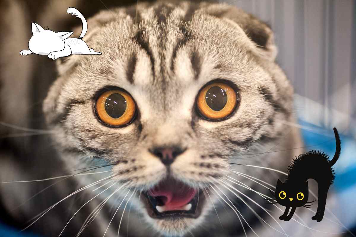il gatto spaventato