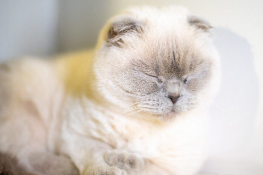 gatto occhi chiusi