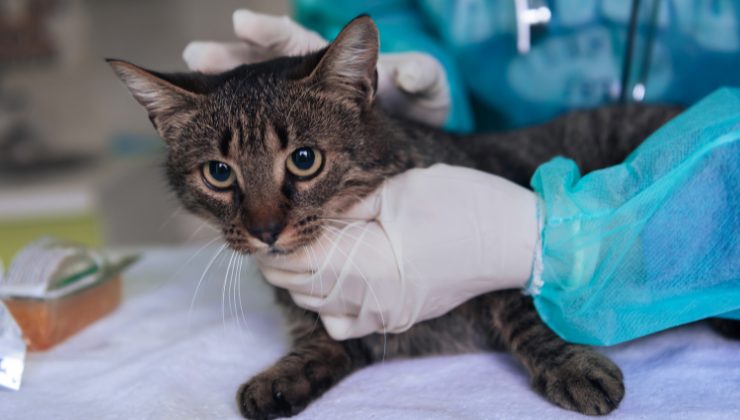 gatto veterinario