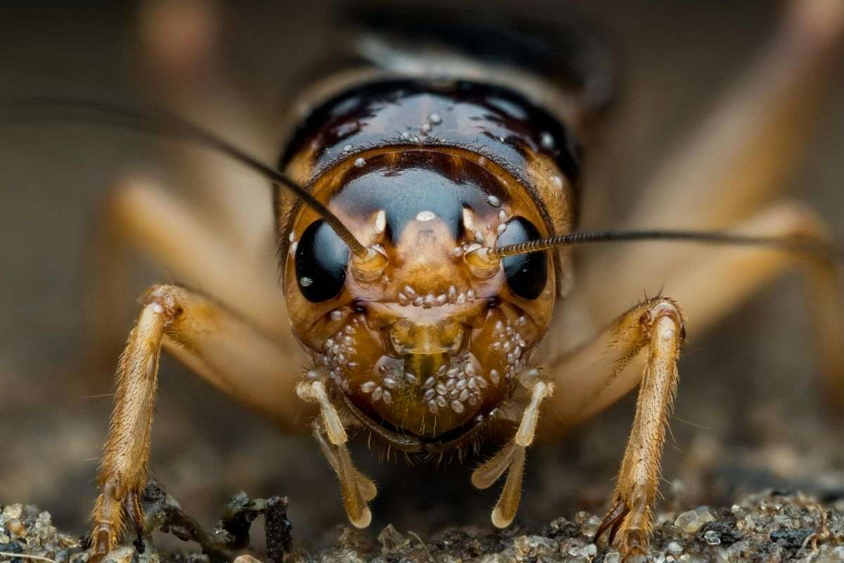 grillo ragno