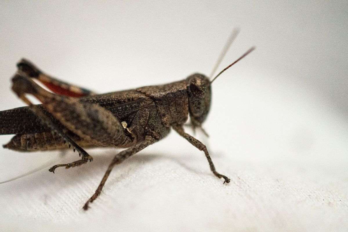 grillo ragno