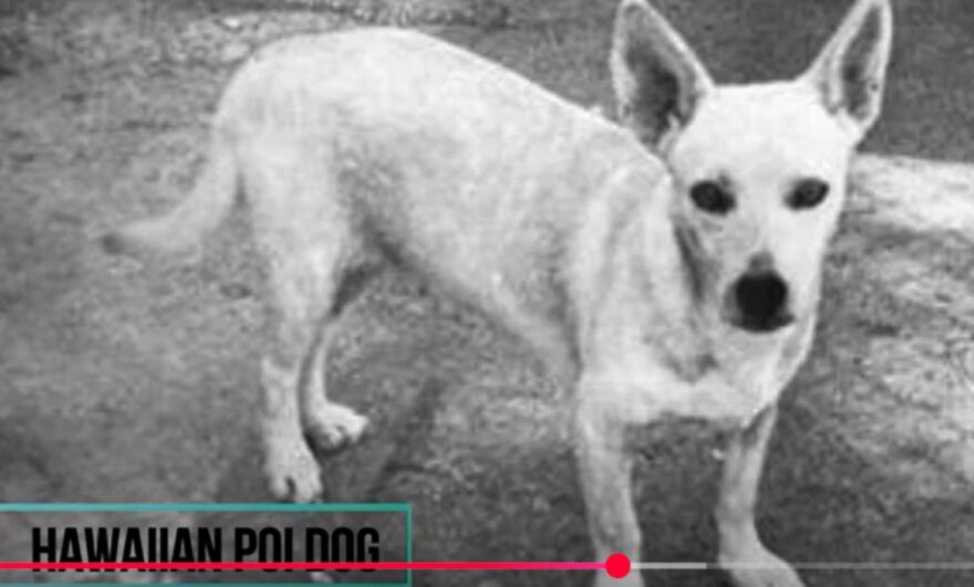 hawaiin poi dog