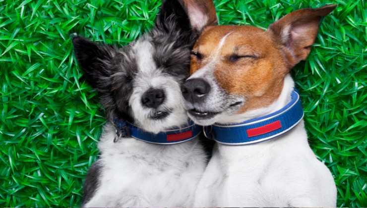Niente più segreti sulla stagione degli amori di gatti e cani