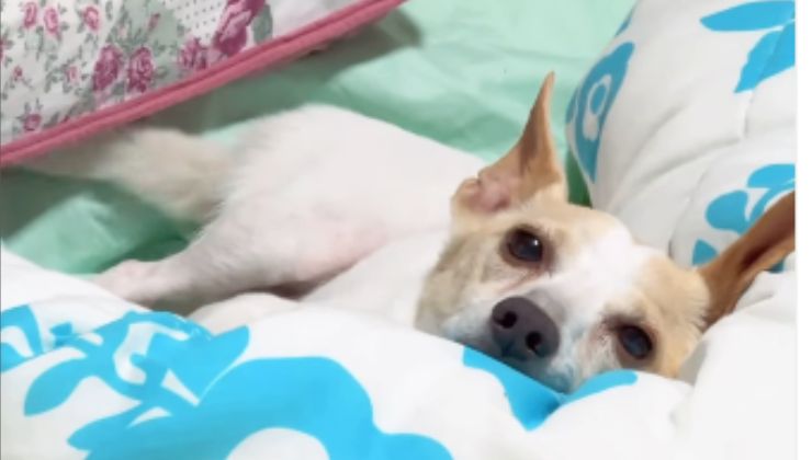 il cane in casa