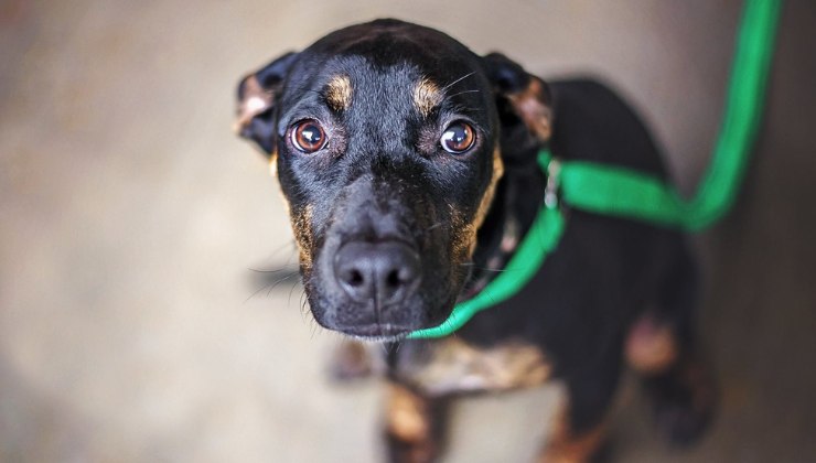 non accarezzare il cane quando è spaventato