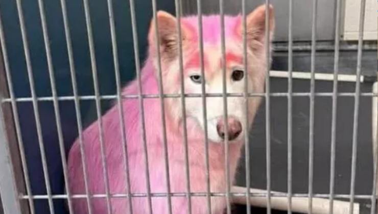 il cane rosa