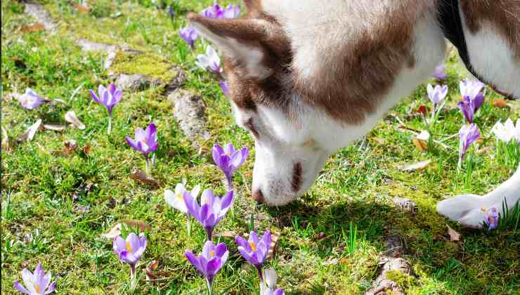 il cane sente gli odori