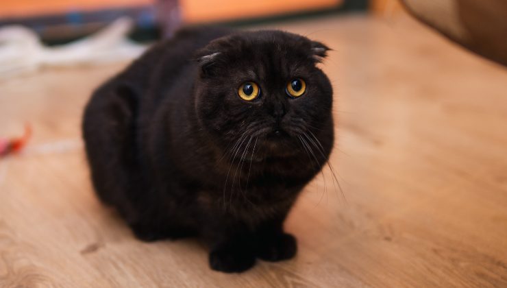 il gatto spaventato