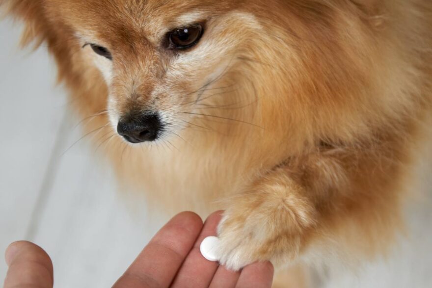 cane e vitamine
