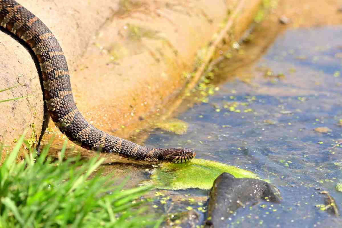 serpente che va verso il fiume