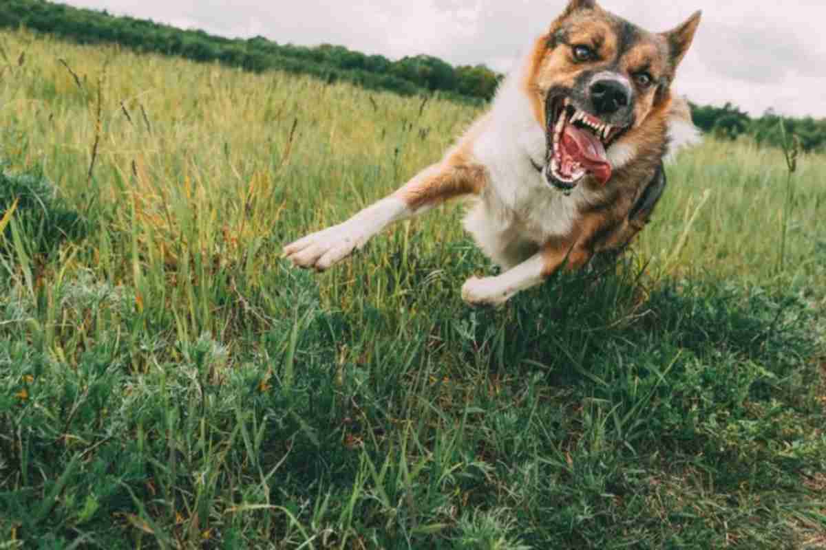 lato oscuro cani 