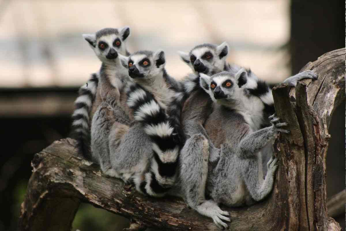 Lemuri
