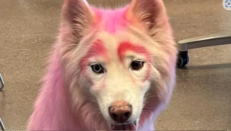 il cane rosa