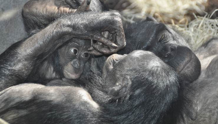 mamma bonobo