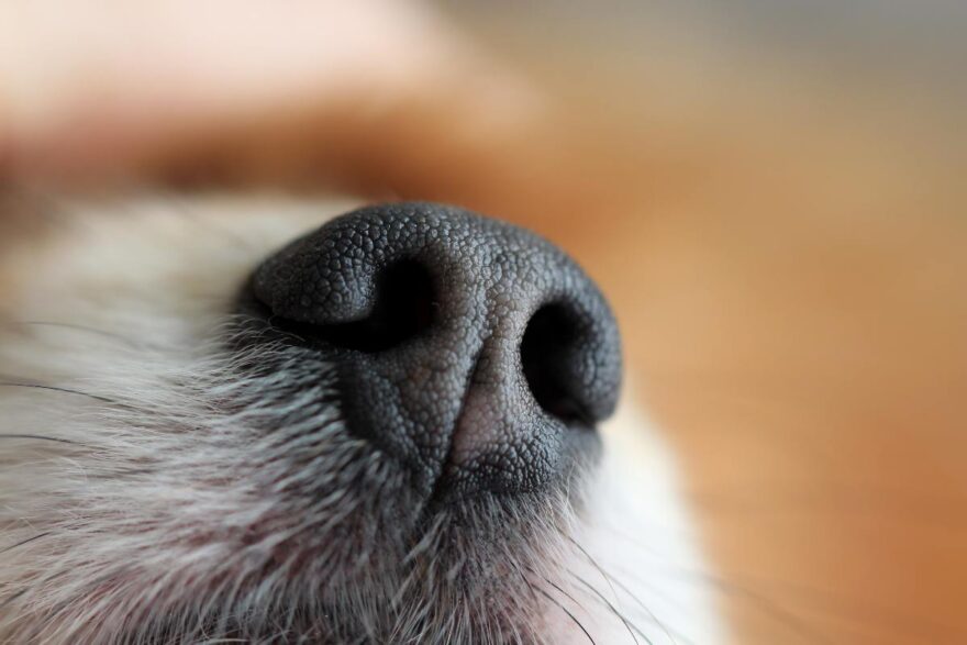 naso del cane