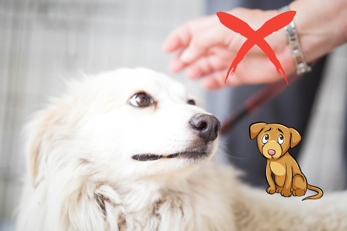 non accarezzare il cane quando è spaventato