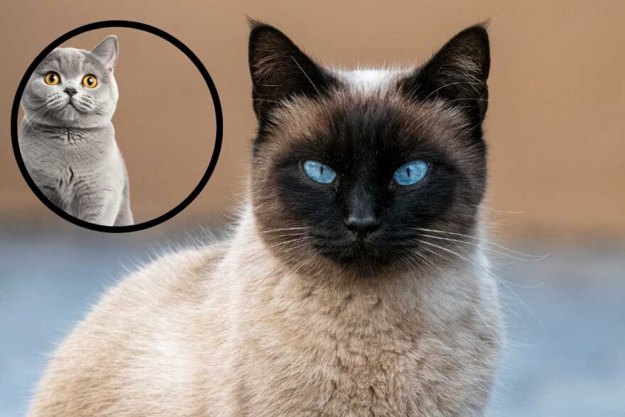 gatti dagli occhi stupendi