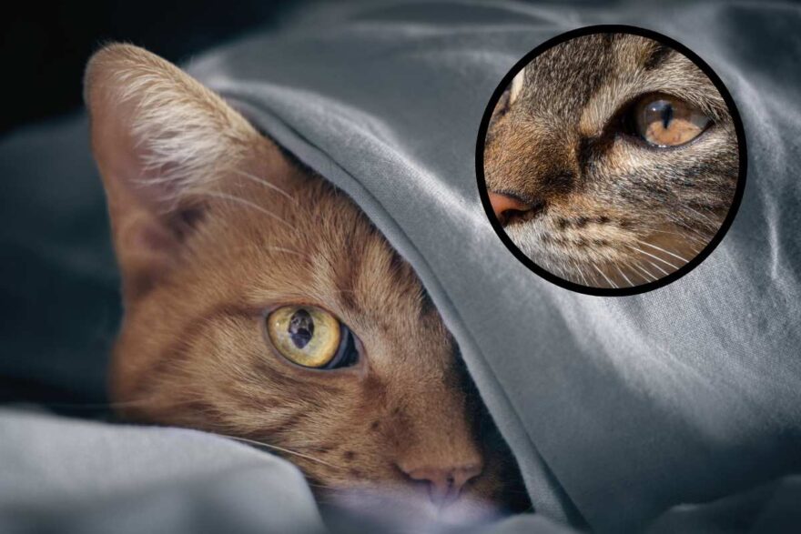 occhi gatto